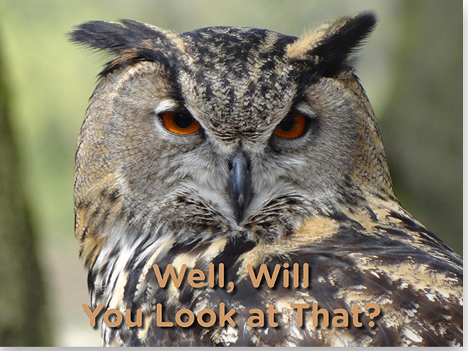Well, Will You Look at That? <br><i>Eyes</i>